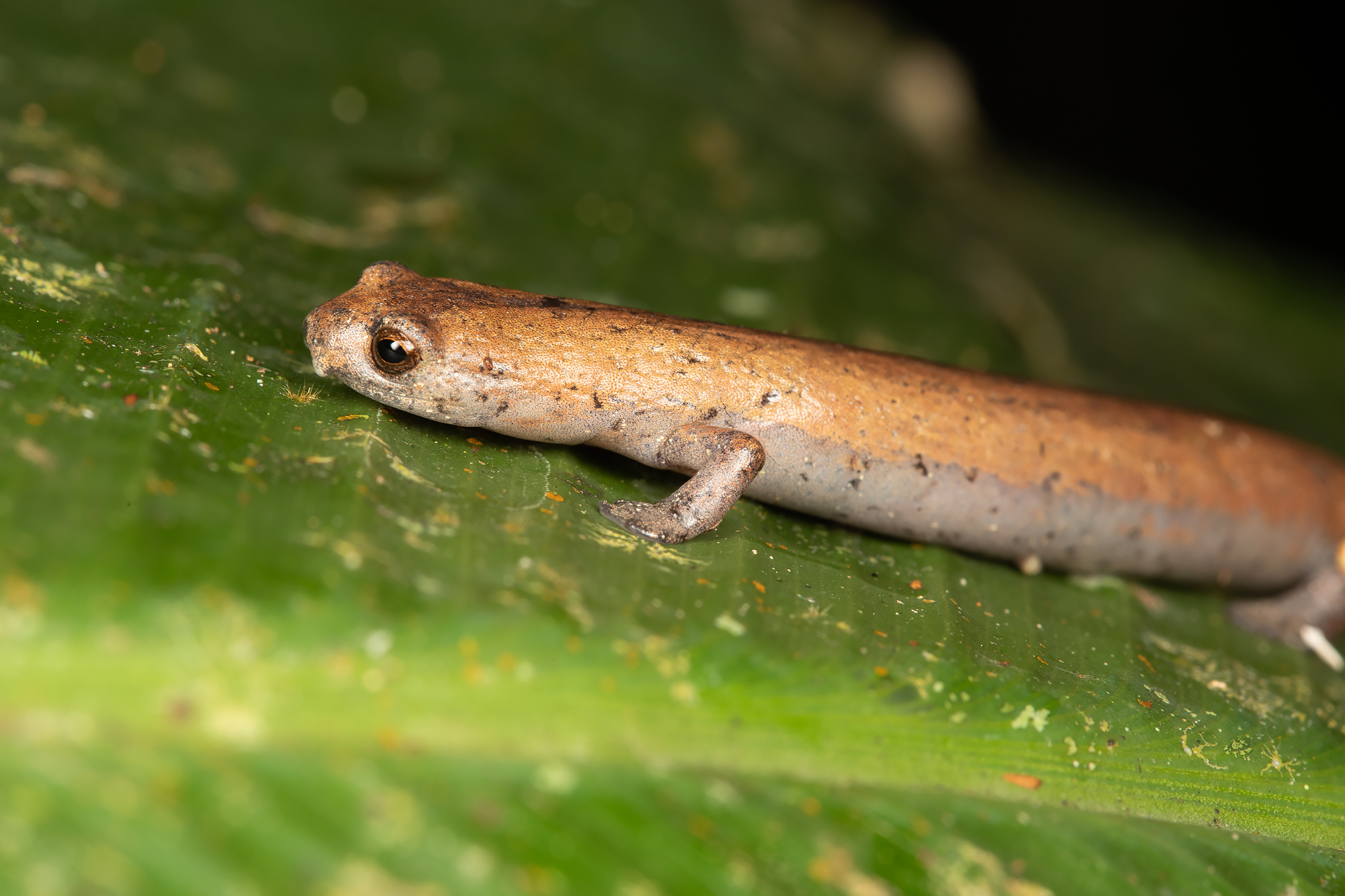 Peruansk klättrande Salamander