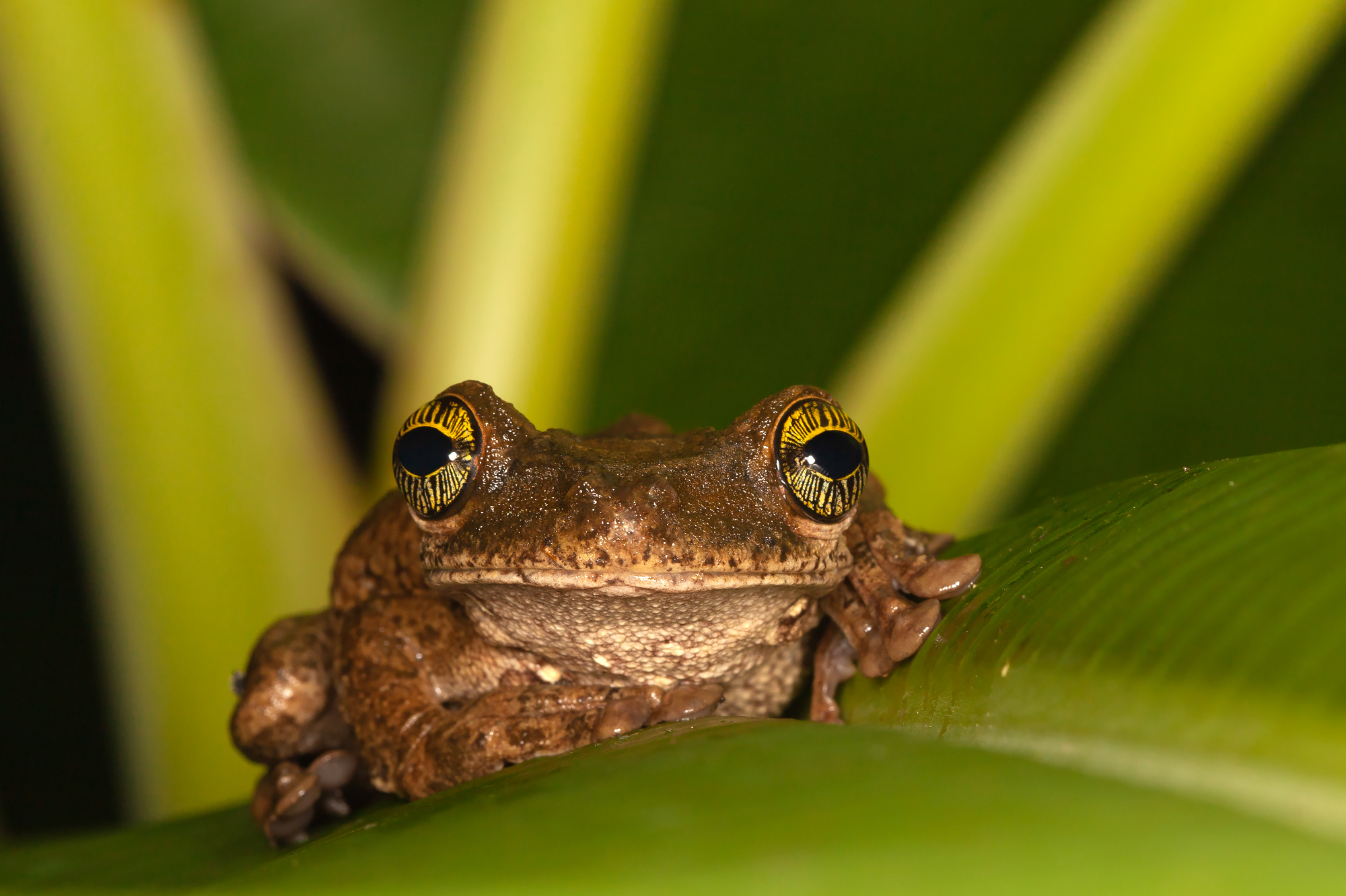 Manaus slender-legged tree frog