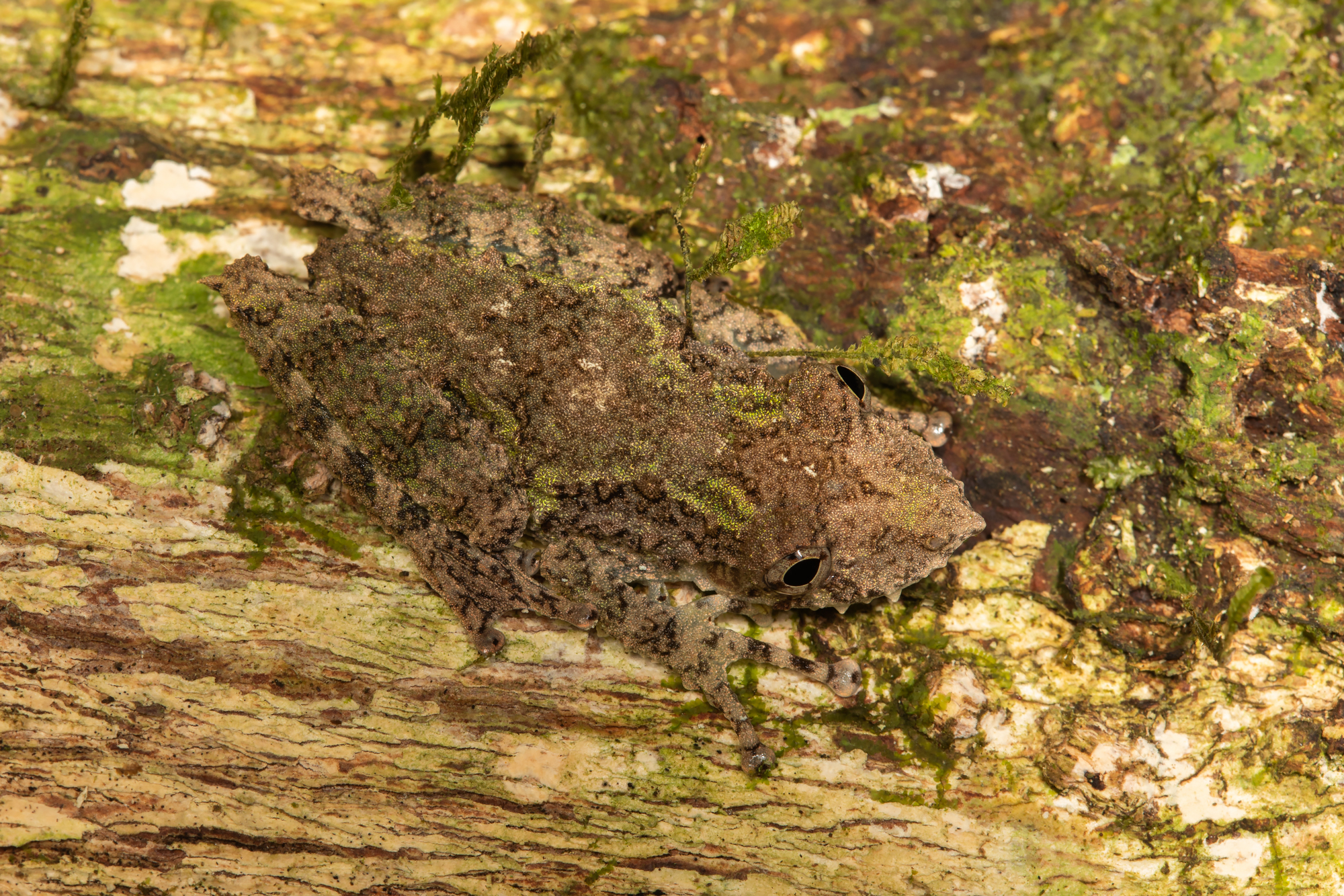 Eirunepe snouted treefrog