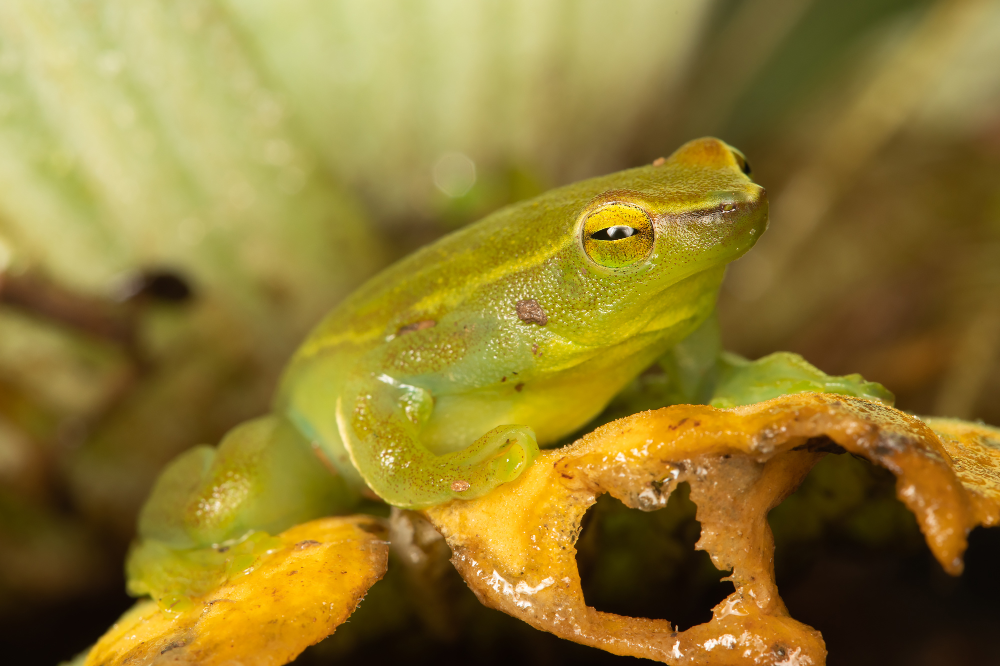 Orinoco lime treefrog