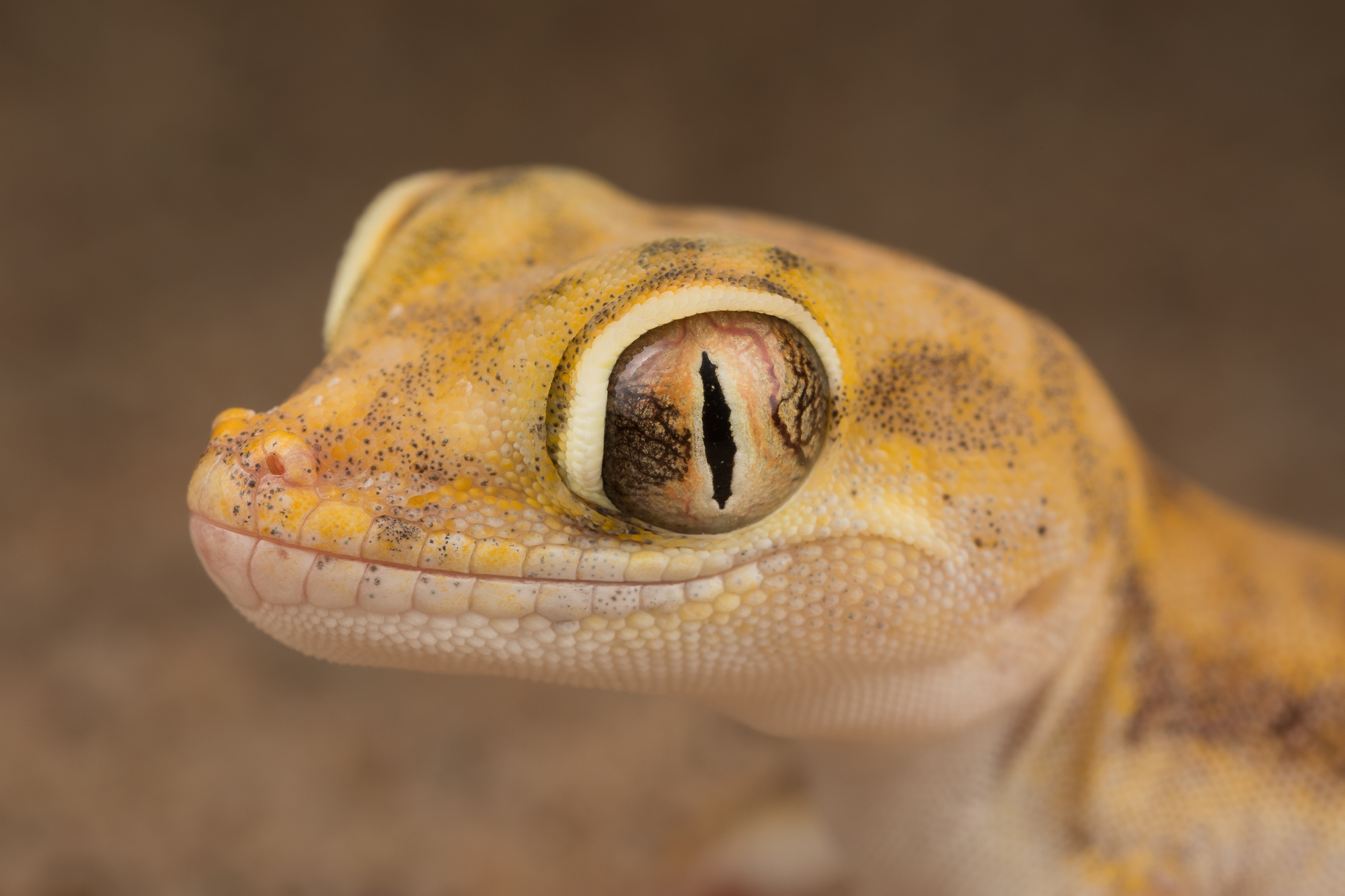 Petriis Gecko