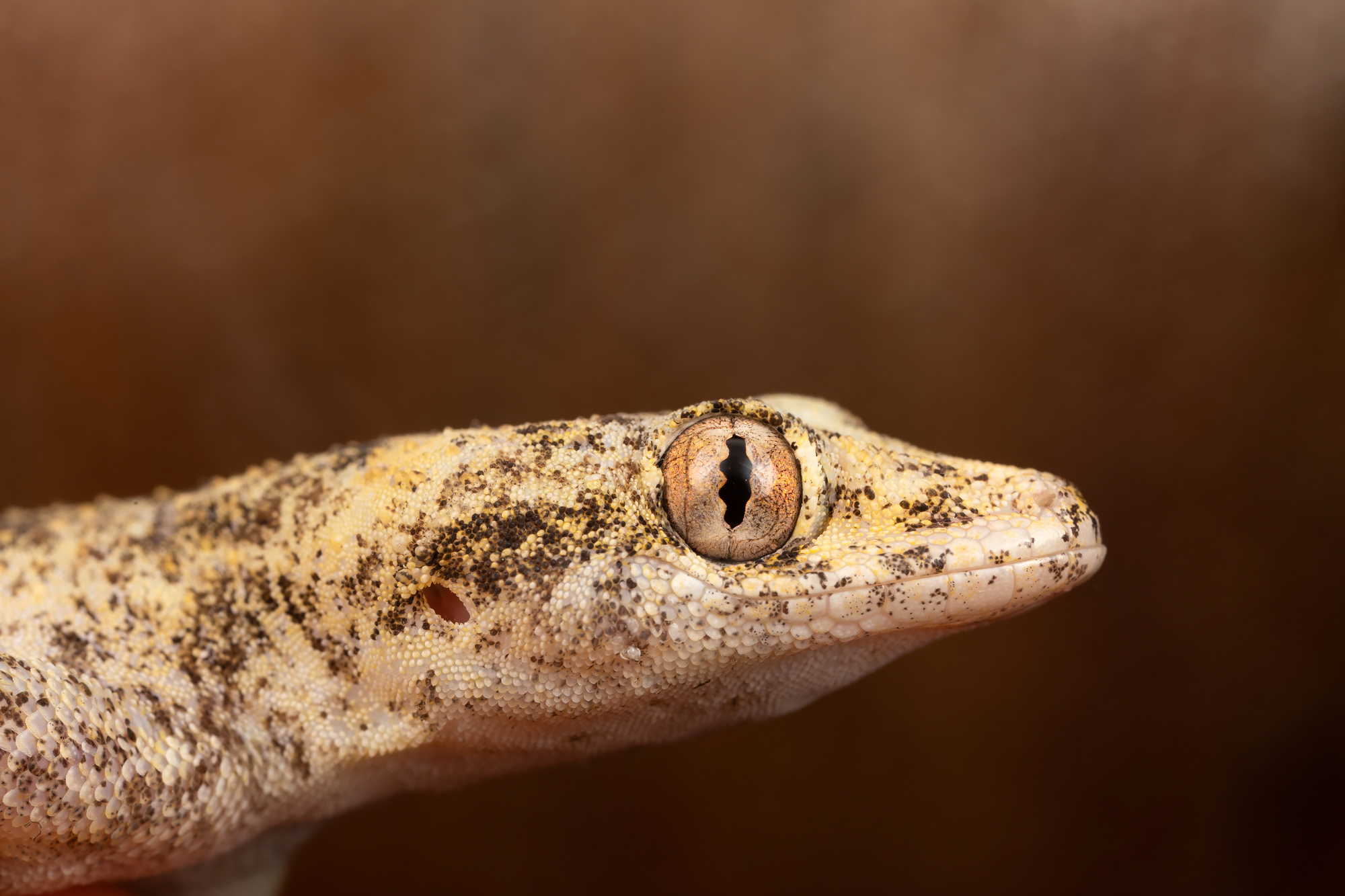 Southern Turniptail Gecko