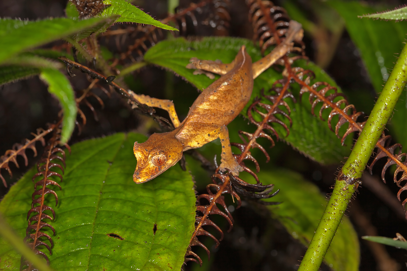 Leaf tail Gecko