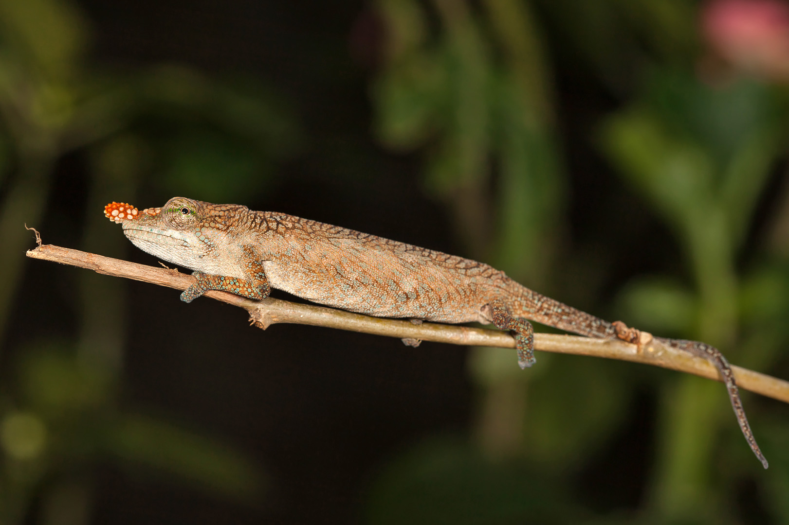 Madagascar pimple-nose chameleon