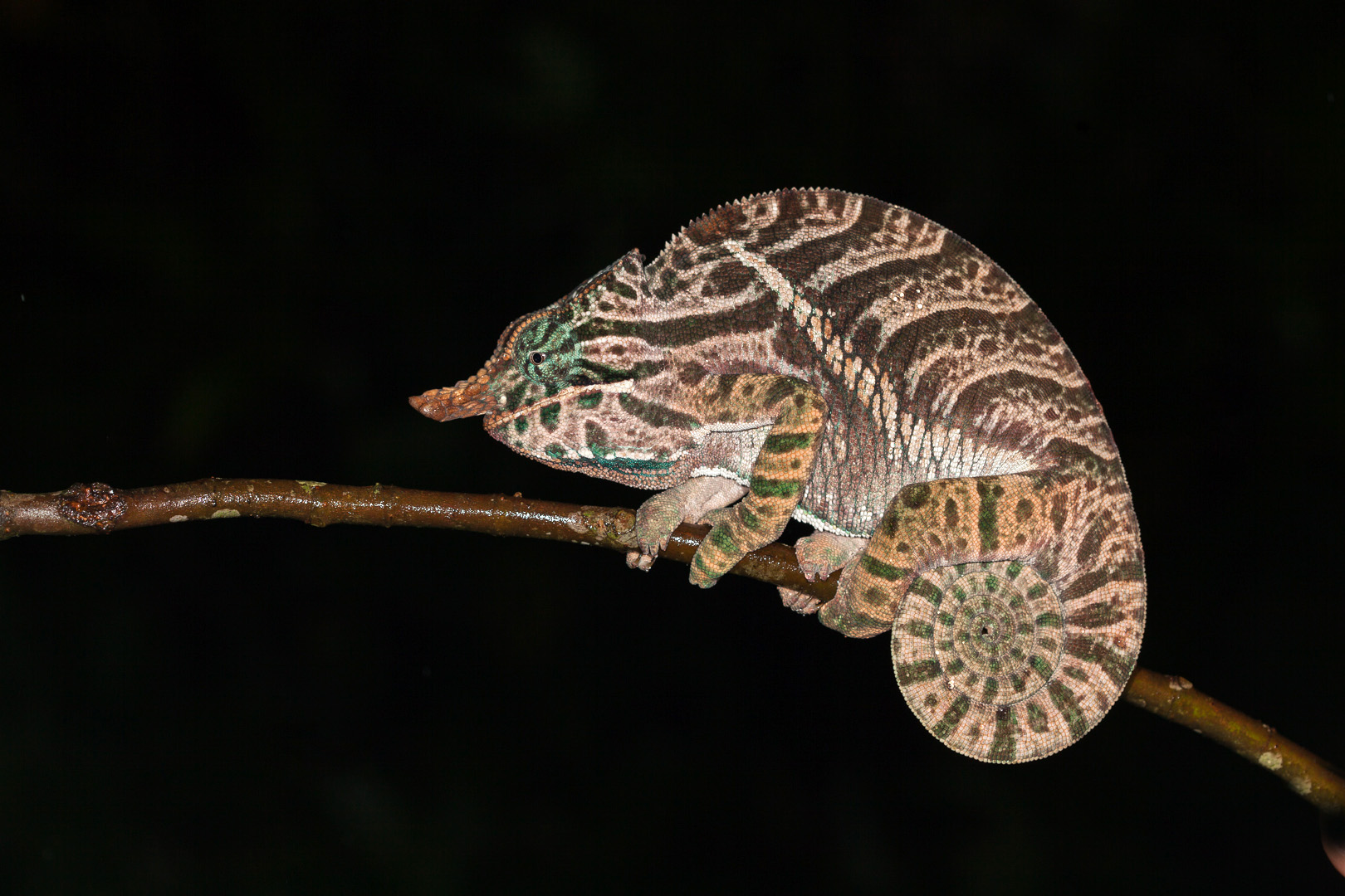 Globe-horned Chameleon
