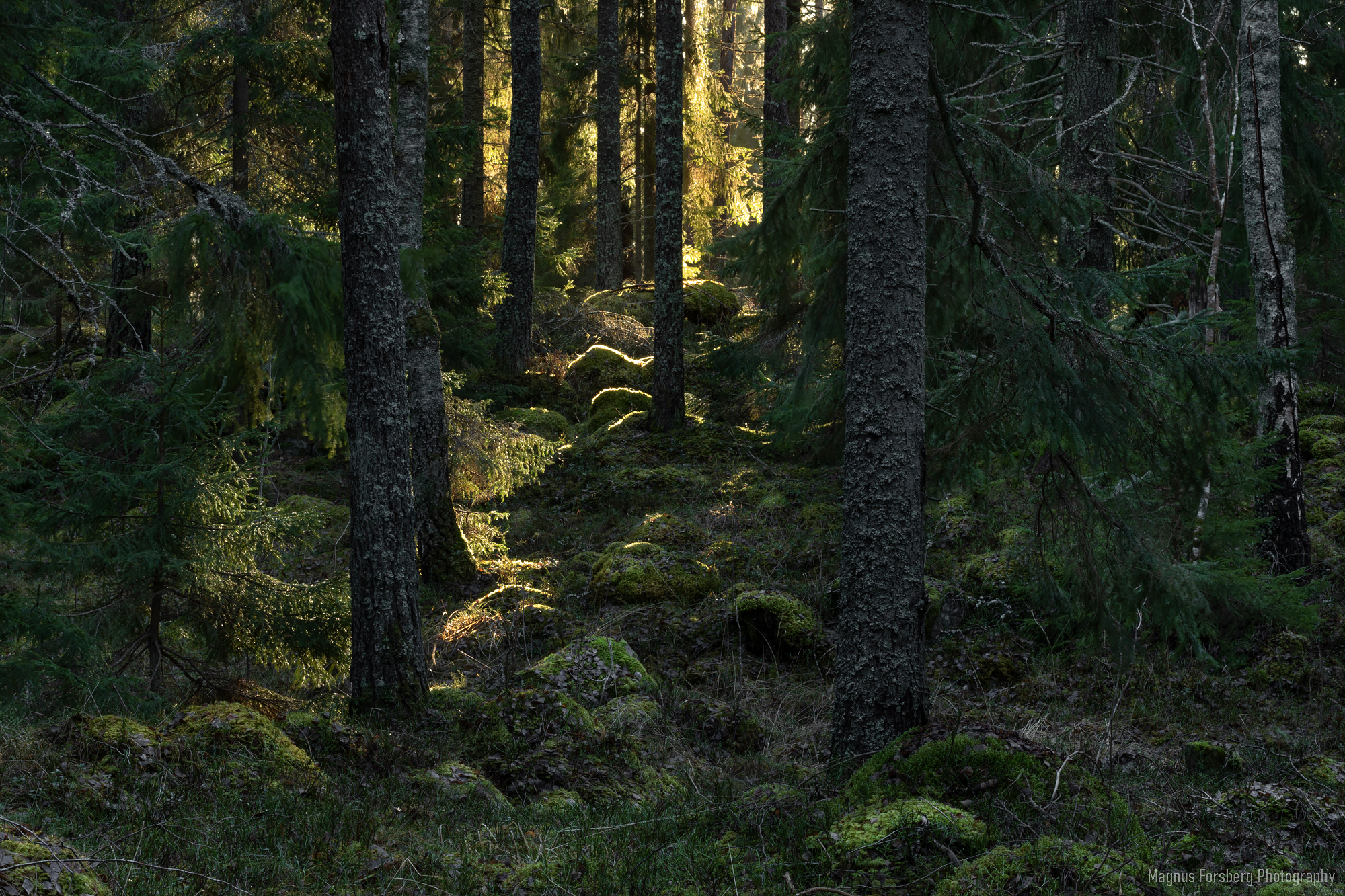 Moss skog i morgonljus
