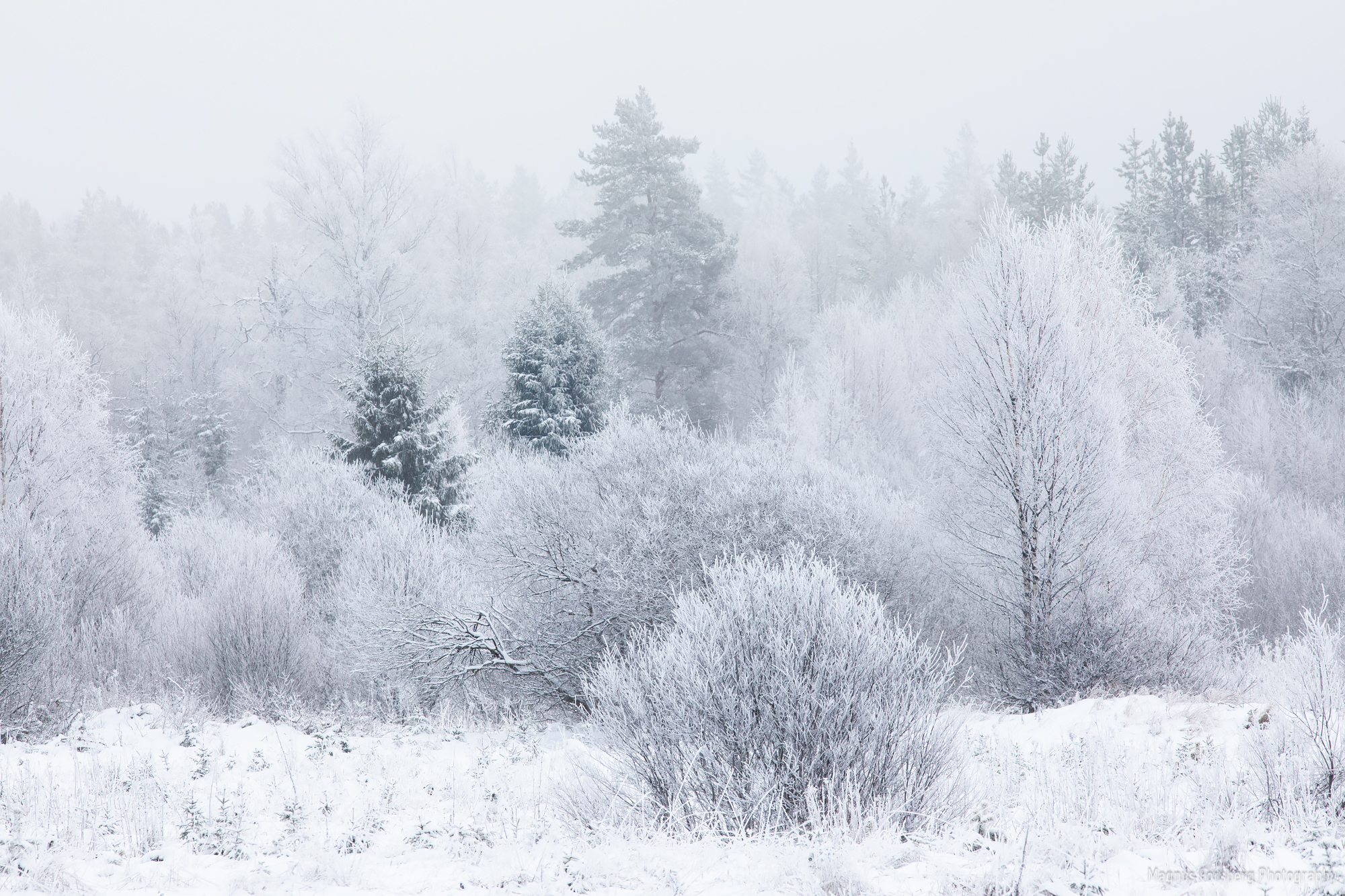 träd med frost